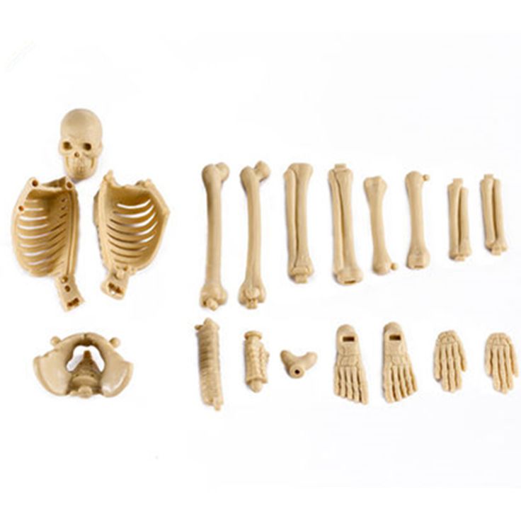 Clear Human Body Structure